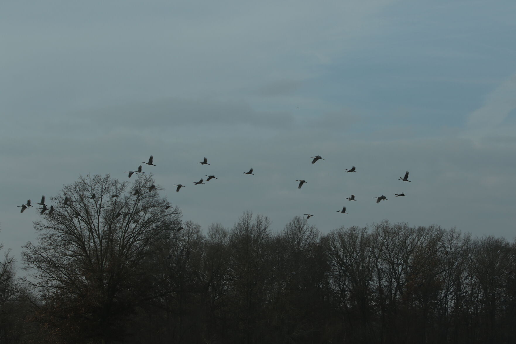 Pulaski sandhill crane